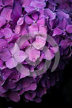 Beautiful hydrangea flower in the garden. Pink closeup flower