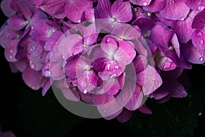 Beautiful hydrangea flower in the garden. Pink closeup flower