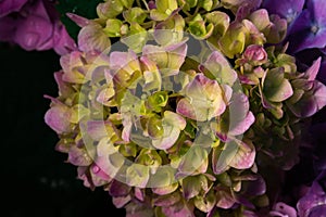 Beautiful hydrangea flower in the garden. Pink closeup flower