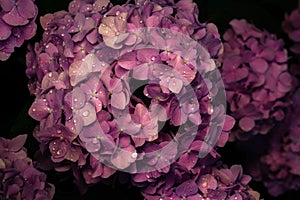 Beautiful hydrangea flower in the garden. Pink closeup flower