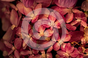 Beautiful hydrangea flower in the garden. Pink closeup flower