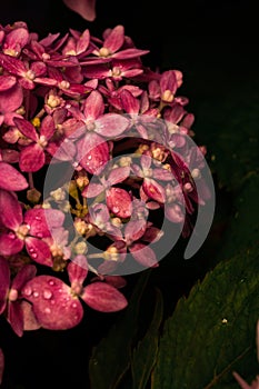 Beautiful hydrangea flower in the garden. Pink closeup flower