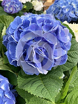 Beautiful Hydrangea flowers.