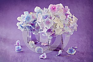 Beautiful hydrangea flowers