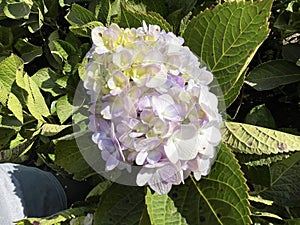 Beautiful hydrangea flowers on the hill in Thailand