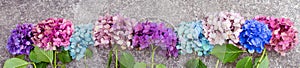 Beautiful hydrangea flowers in multiple colors arranged in a row as a boarder