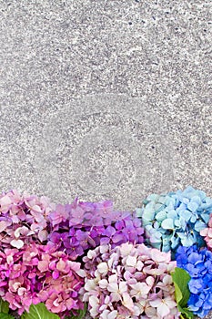 Beautiful hydrangea flowers in multiple colors arranged in a row as a boarder