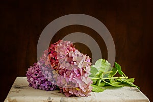 Beautiful hydrangea flowers in multiple colors placed on a table;