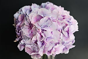 Beautiful hydrangea flowers in a vase on a table . Bouquet of light blue, lilac and pink flower. Decoration of home