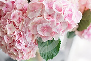 Beautiful hydrangea flowers in a vase on a table . Bouquet of light blue, lilac and pink flower. Decoration of home