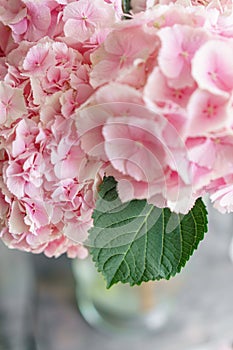 Beautiful hydrangea flowers in a vase on a table . Bouquet of light blue, lilac and pink flower. Decoration of home