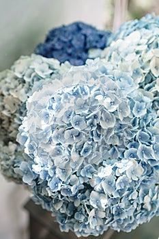 Beautiful hydrangea flowers in a vase on a table . Bouquet of light blue, lilac and pink flower. Decoration of home