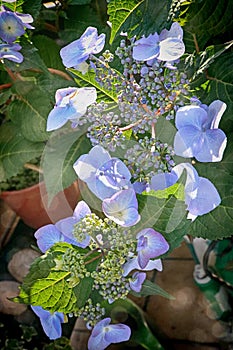Hydrangea light blue flowerheads photo