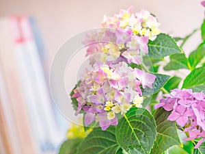 Beautiful Hydrangea with pink, lilac, violet, purple flowers