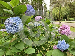 A beautiful hydrangea with a spherical inflorescence