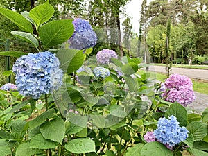 A beautiful hydrangea with a spherical inflorescence