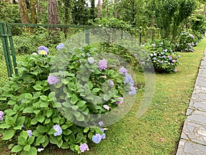 A beautiful hydrangea with a spherical inflorescence