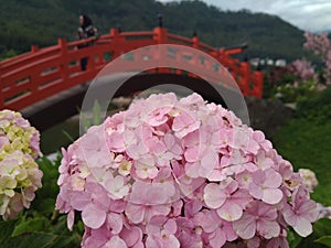 Beautiful hydrangeas flower and red bridge behind it. Like in Japan.