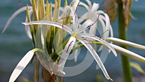 Beautiful hymenocallis speciosa white spider lilly, unique flower near water in Florida.