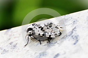 The beautiful Hypercompe scribonia white moth with black perched on the stone