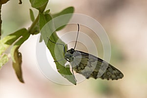 Beautiful Iberian marbled white butterfly on a green leaf