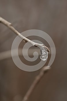 Beautiful ice drop hanging off twig