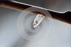 Beautiful ice shape on small twig in winter sunshine macro