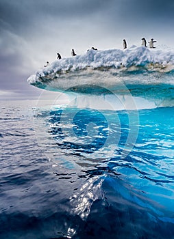 Beautiful icebergs with adelie penguins on top flow near Antarctic peninsula