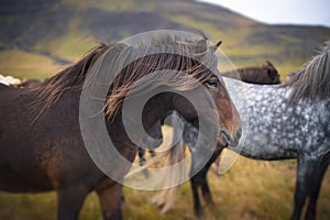 Beautiful Icelandic Horse