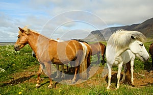 Beautiful Icelandic horse in the pasture