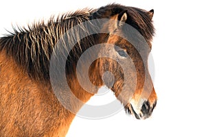 Beautiful icelandic horse on white background