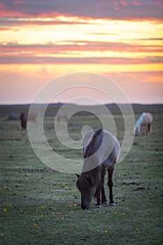 Beautiful Icelandic horses grazing in the midnight sun.