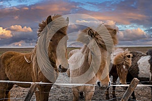 Beautiful Icelandic horses standing near fence against cloudy sky during sunset