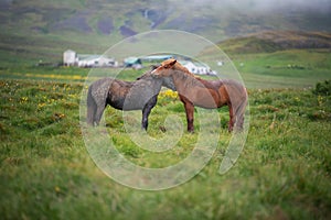 Beautiful Icelandic Horses in summer ,Iceland.