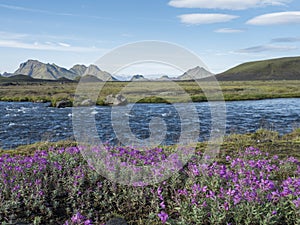 Beautiful Icelandic landscape with wild pink flowers, blue glacier river and green mountains. Blue sky background. in