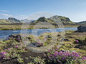 Beautiful Icelandic landscape with wild pink flowers, blue glacier river and green mountains. Blue sky background. Group