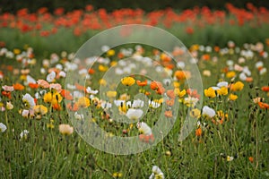 Beautiful icelandic poppy field in different colors photo