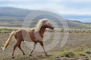 Beautiful Icelandic stallion at a trot. Flaxen chestnut. Icelandic landscape in the background