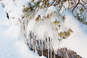 Beautiful icicle ice formation on small tree