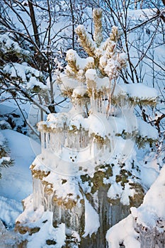 Beautiful icicle ice formation on small tree