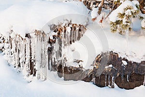 Beautiful icicle ice formation on small tree