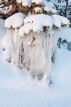 Beautiful icicle ice formation on small tree