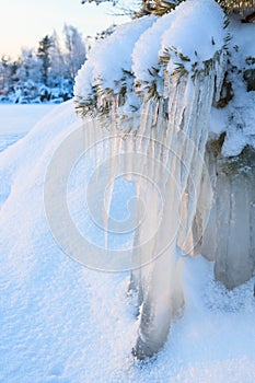 Beautiful icicle ice formation on small tree