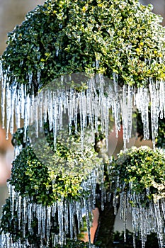 Beautiful icicles hanging on sprouting spring boxwood on freezing, sunny morning