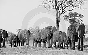 Beautiful iconic photo of a herd of elephants walking through the bushveld in black and white