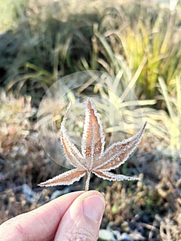 Beautiful idea of eco friendly person holding a leaf to protect the planet