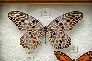 Beautiful Idea stolli butterfly on background