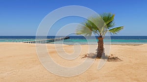 Idylic hotel beach with palm trees, Red Sea, Egypt