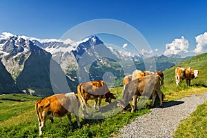 Beautiful idyllic alpine landscape with cows, Alps mountains and countryside in summer