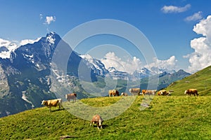 Beautiful idyllic alpine landscape with cows, Alps mountains and countryside in summer